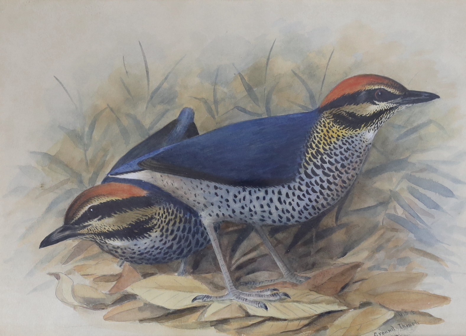 Henry Strachan Elton (1841-1934), three watercolours, 'Ground Thrush', 'Peregrine Falcon' and 'Drongo Schrike', signed and dated (18)71, 33 x 23cm and 21 x 30cm